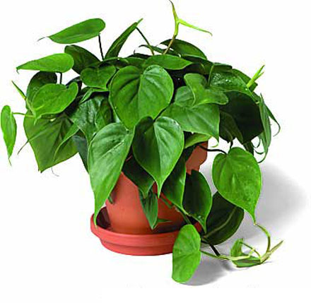 Sweetheart Plant